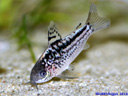 Corydoras_elegans