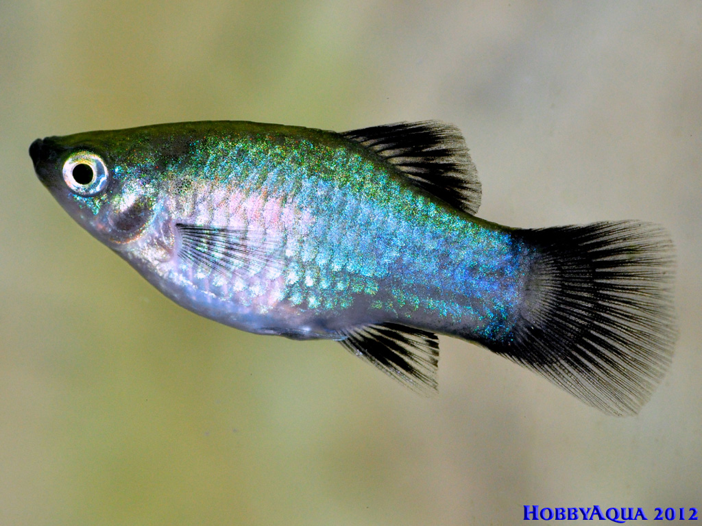 Blauer Wagtail Platy - Aquarium Forum